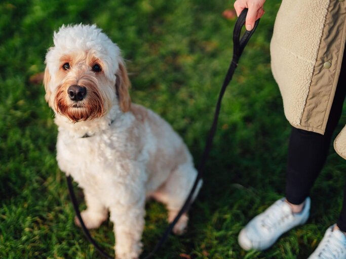 Gassi gehen So oft solltest du mit deinem Hund wirklich rausgehen!
